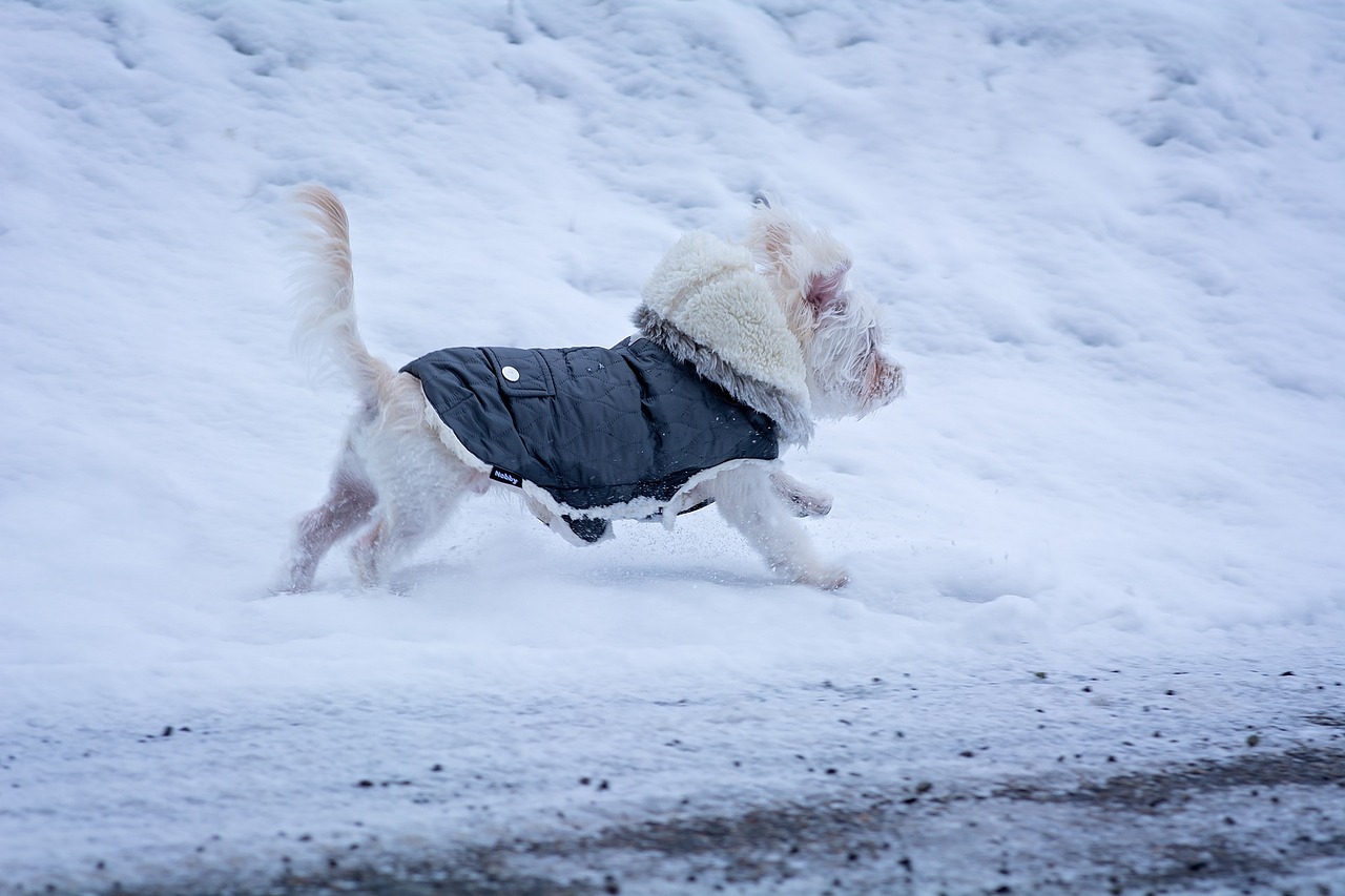 毛不易冬至送广州一场雪