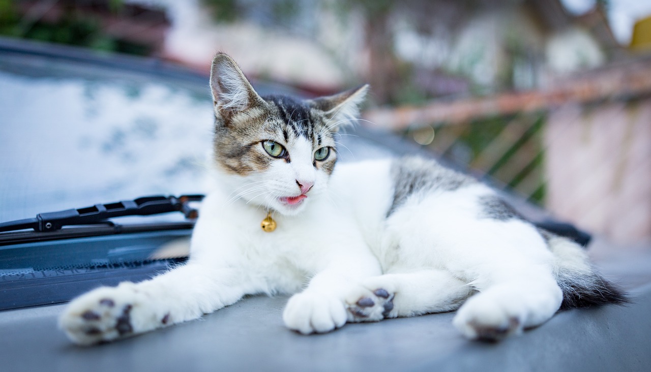 多地曝出免费领养猫咪纠纷事件，引发关注，宠物免费领养，警惕猫贷纠纷，免费领养猫咪，规避猫贷纠纷，猫贷纠纷，免费领养猫咪的风险，免费领养，警惕猫贷纠纷